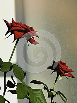 Red Baccara Rose plant,very rich color petal contrast with green leaf and stem,beautiful flower