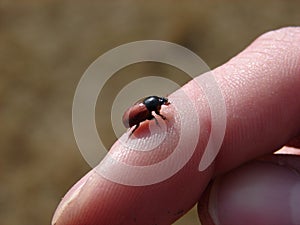 Red back beetle