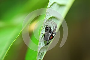 Red-back widow spider