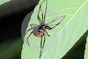 Red-back widow spider