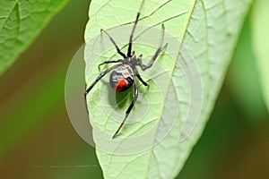 Red-back widow spider