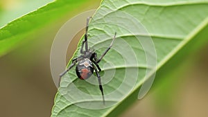 Red-back widow spider