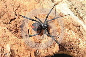 Red-back widow spider