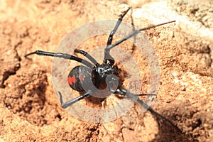 Red-back widow spider