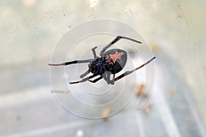 Red-back widow spider