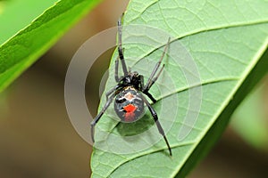 Red-back widow spider