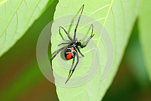 Red-back widow spider