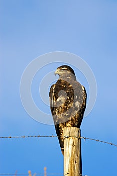 Red-backed Hawk Buteo polyosoma