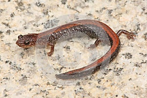 Red-backed Salamander (Plethodon cinereus)