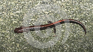 Red-backed Salamander (Plethodon cinereus)