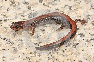 Red-backed Salamander (Plethodon cinereus) photo