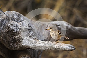 Red backed Scrub Robin in Kruger National park, South Africa