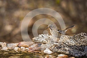 Red backed Scrub Robin in Kruger National park, South Africa