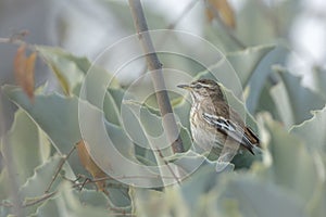 Red backed Scrub Robin in Kruger National park, South Africa