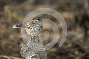 Red backed Scrub Robin in Kruger National park, South Africa