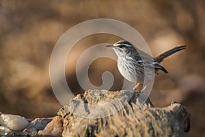 Red backed Scrub Robin in Kruger National park, South Africa