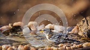 Red backed Scrub Robin in Kruger National park, South Africa