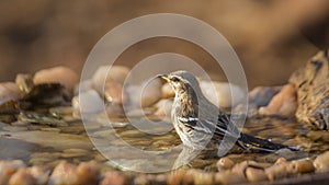 Red backed Scrub Robin in Kruger National park, South Africa