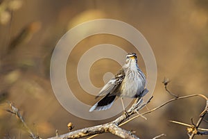 Red backed Scrub Robin in Kruger National park, South Africa