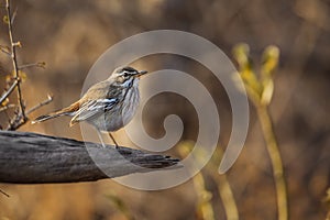 Red backed Scrub Robin in Kruger National park, South Africa