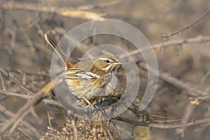 Red backed Scrub Robin in Kruger National park, South Africa