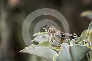 Red backed Scrub Robin in Kruger National park, South Africa