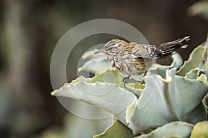 Red backed Scrub Robin in Kruger National park, South Africa