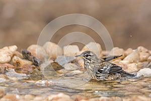 Red backed Scrub Robin in Kruger National park, South Africa