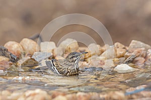 Red backed Scrub Robin in Kruger National park, South Africa