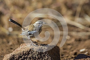 Red backed Scrub Robin in Kruger National park, South Africa