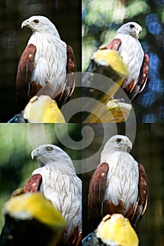 Red-backed Sea-Eagle