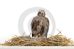 Red-backed Sea-eagle in the nest