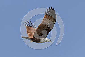 Respaldado el mar águila en el cielo 