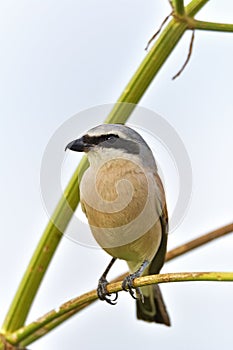 The Red-backed Shrike