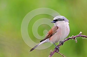 Red-backed Shrike