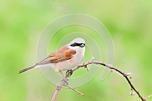 Red-backed Shrike