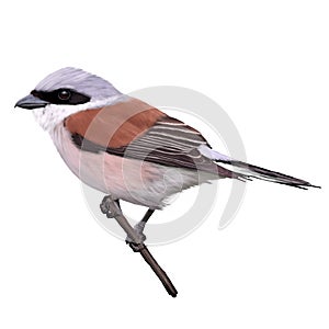 Red-backed shrike