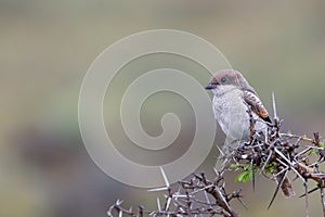 Red-backed shrike bird close up view photo
