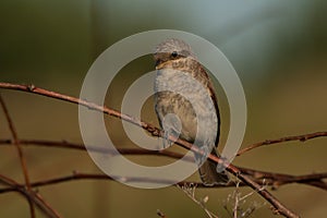 Red-backed Shrike Bird in a natural environment
