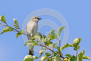 Red-backed shrike, a bird sits on a tree branch against the sky