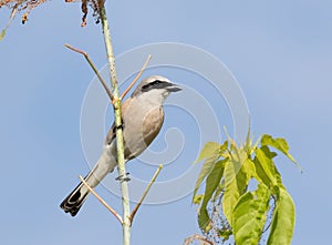 Red-backed shrike, a bird sits on a tree branch against the sky