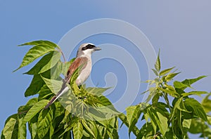 Red-backed shrike, a bird sits on a tree branch against the sky