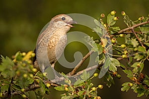 Red-backed shrike calling and singing with open beak on a twig with green leaves