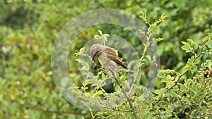 Red-backed shrike female eating an insect Lanius collurio