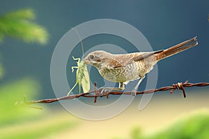 Red-backed shrike female with food