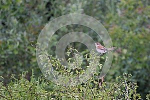 Red-Backed Shrike