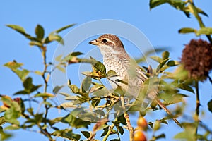 Red-backed shrike female Lanius collurio sitting on a branch