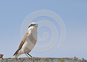 Red-backed Shrike Lanius collurio