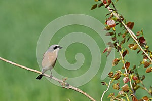 Red-backed Shrike Lanius collurio