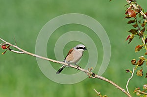 Red-backed Shrike Lanius collurio